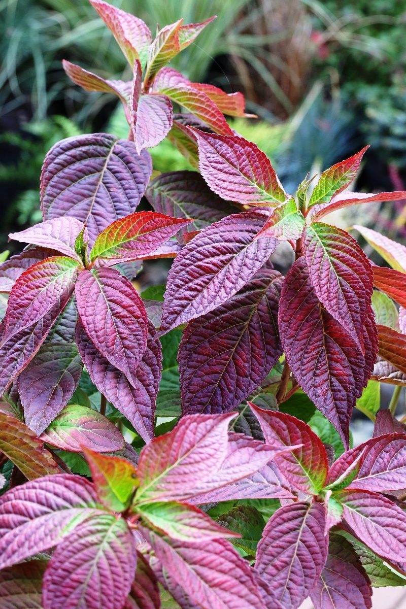 Teehortensie, Tellerhortensie Oamacha