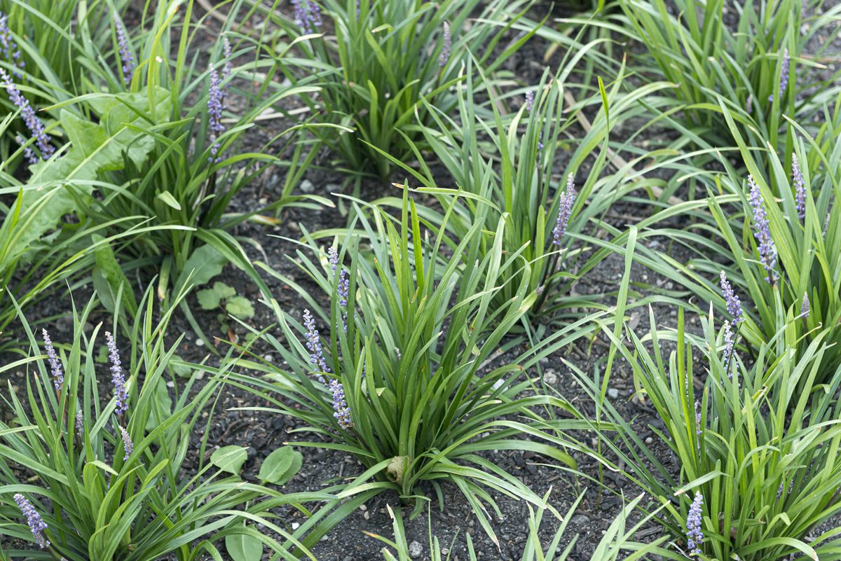 Lilientraube Lilientraube