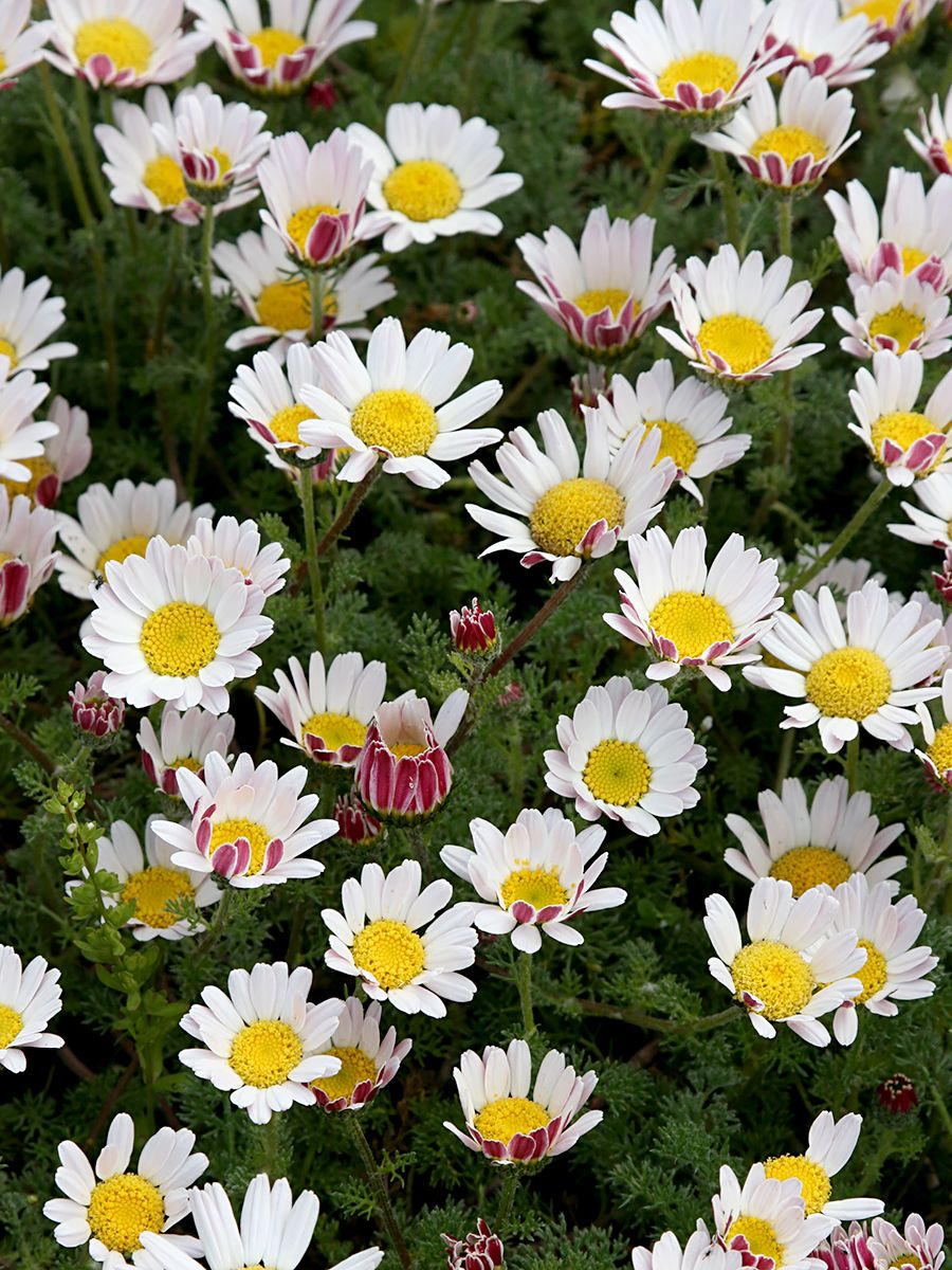 Marrokokamille, Ringblume