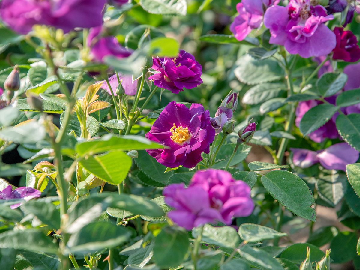 Rhapsody in Blue® Beetrose (Floribundarose, starker Duft)