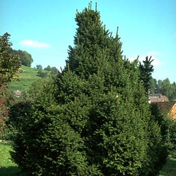 Fichte Ohlendorffii Fichte Ohlendorffii