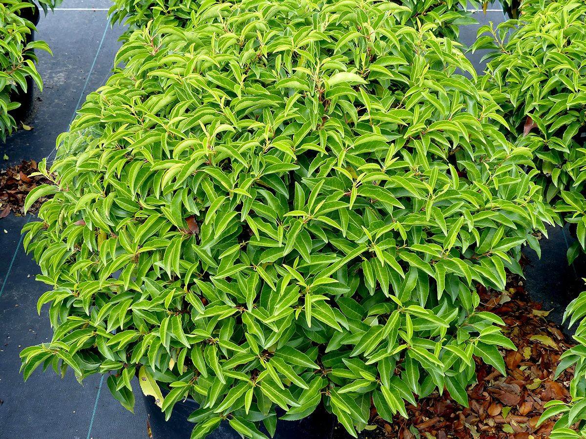 Portugiesische Lorbeerkirsche Angustifolia Kugelform Portugiesische Lorbeerkirsche Angustifolia Kugelform