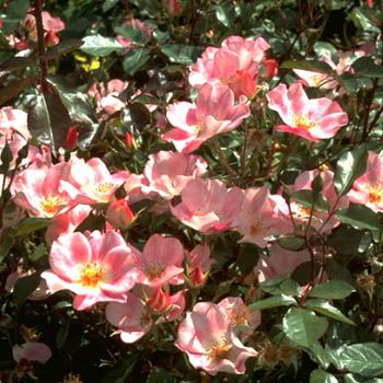 Schloss Heidegg® Strauchrose (anspruchslos) Schloss Heidegg® Strauchrose (anspruchslos)
