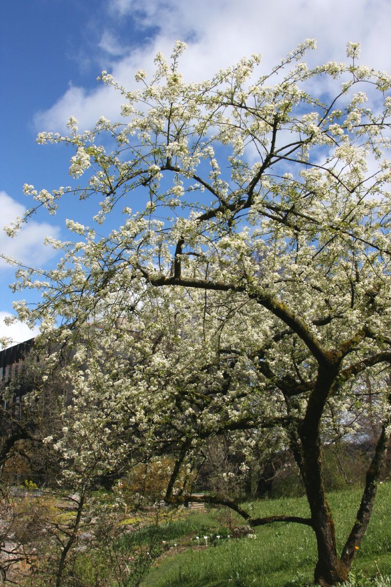 Steinweichsel Steinweichsel