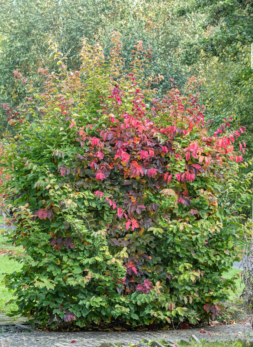 Eisenholzbaum Eisenholzbaum