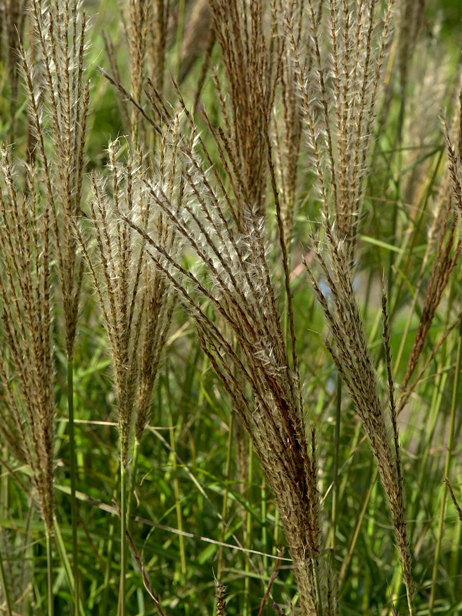 Chinaschilf Kleine Silberspinne