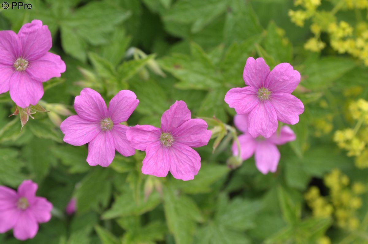 Storchschnabel Rosenlicht