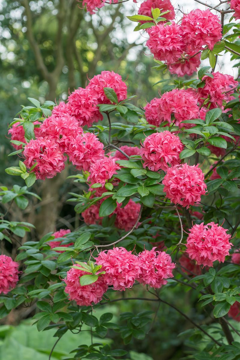 Azalee Homebush