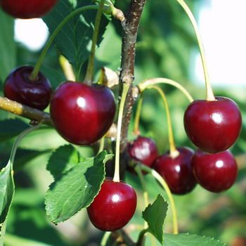 Magda Kirsche (anspruchslos) Magda Kirsche (anspruchslos)