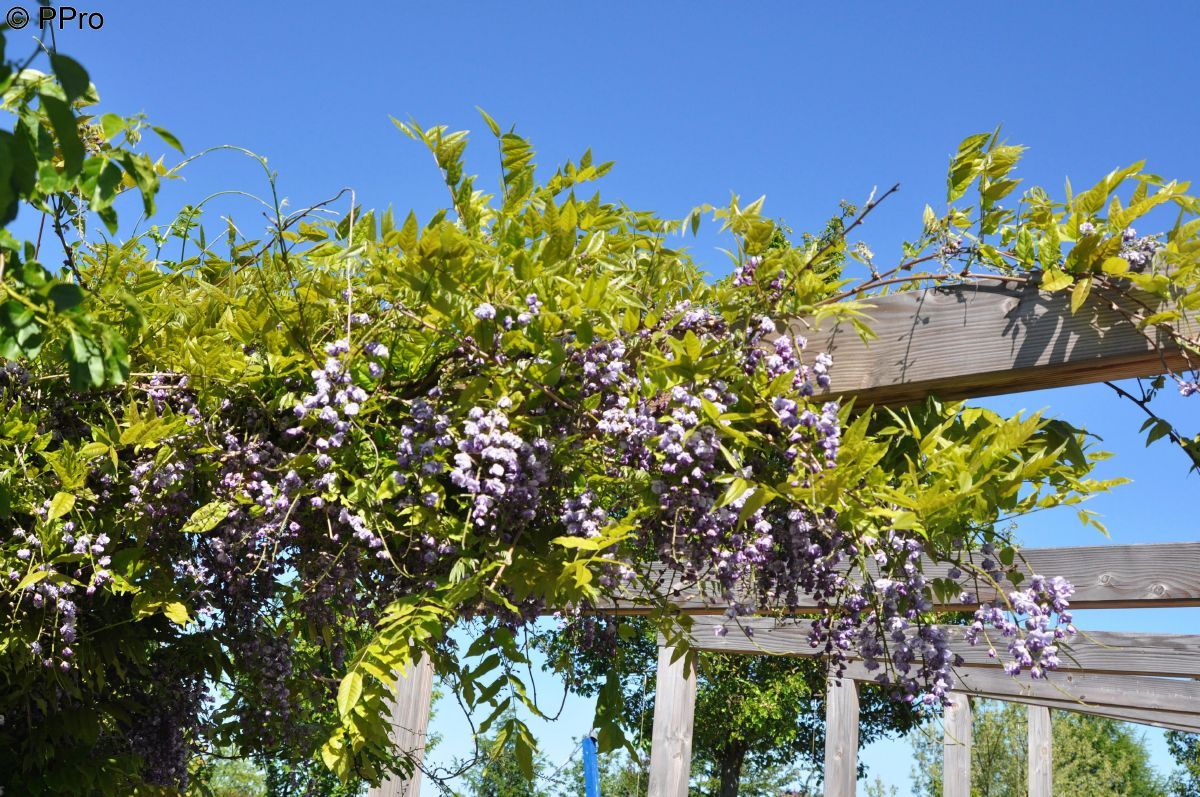 Gefüllter Blauregen Violacea Plena Gefüllter Blauregen Violacea Plena