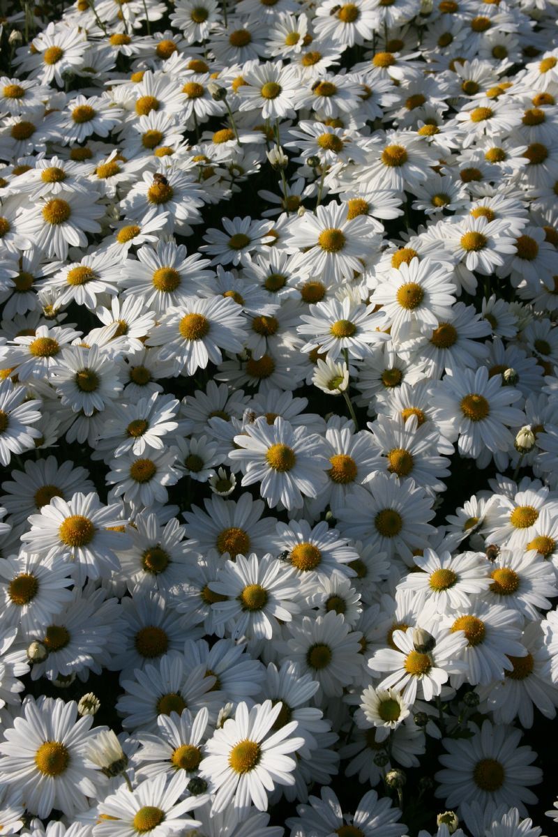 Chrysantheme Stella