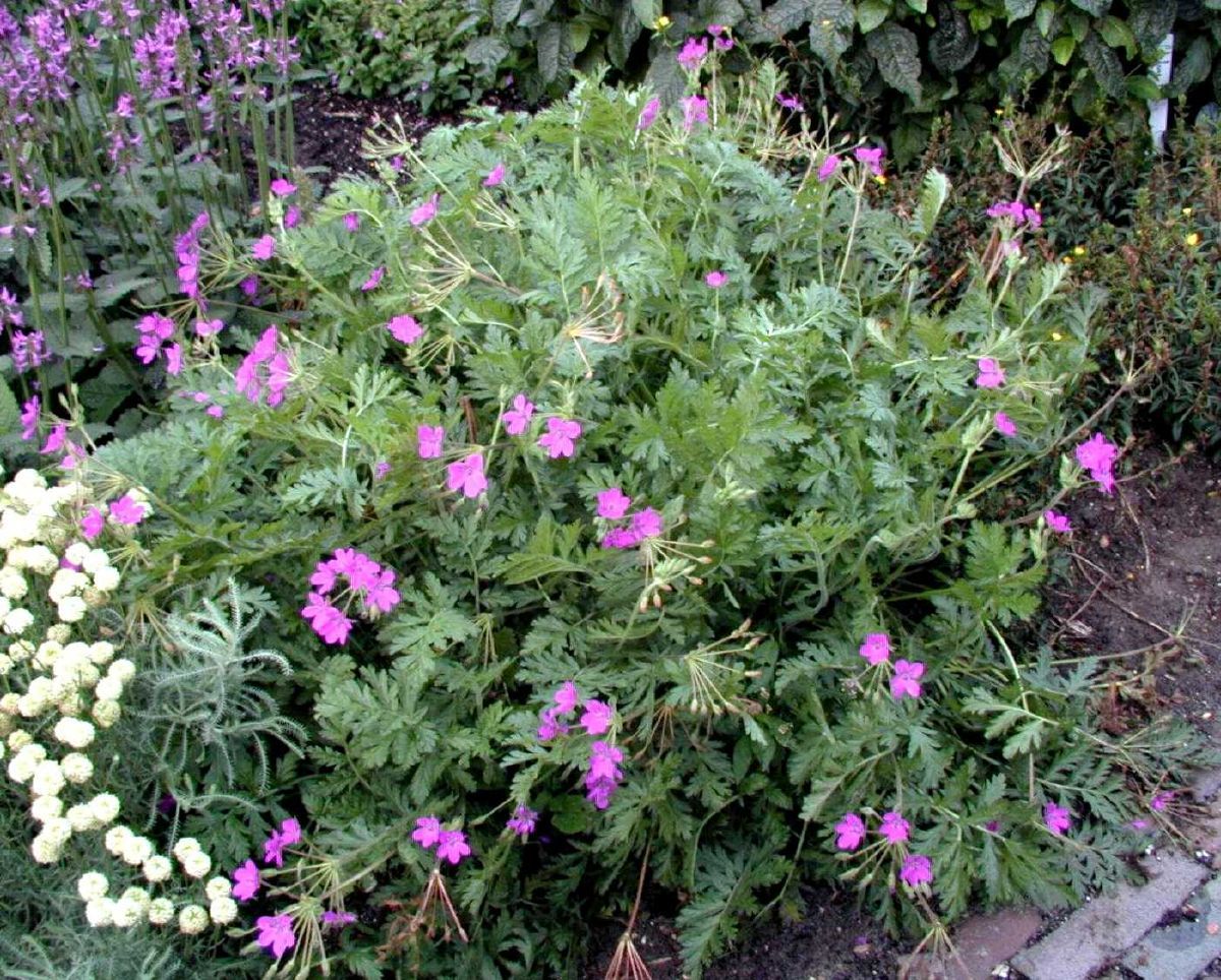 Pyrenäenreiherschnabel