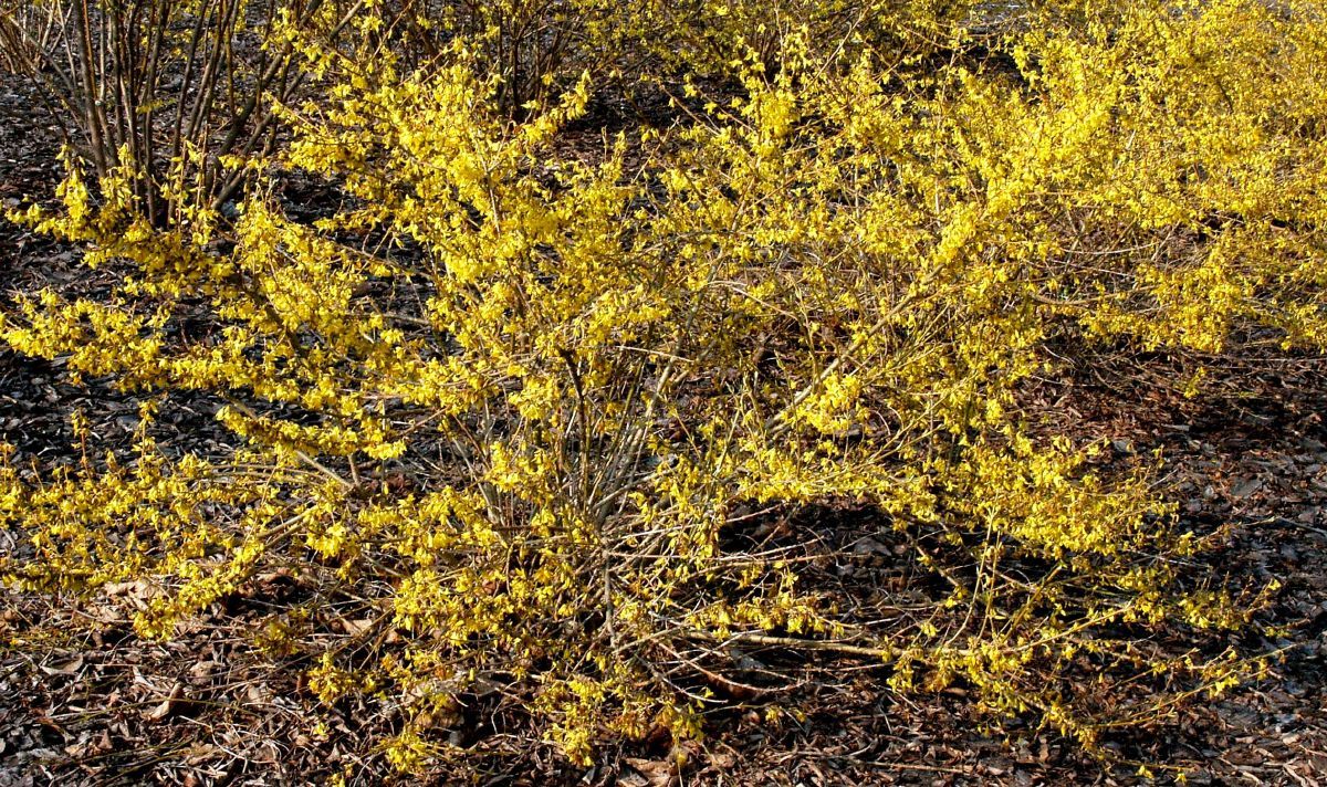 Zwergforsythie Mêlée d'Or
