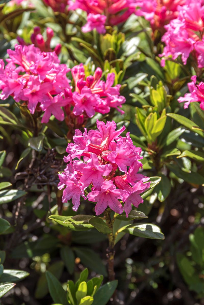 Rostblättrige Alpenrose