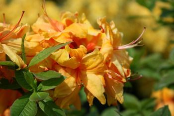 Azalee Sun Nectarine