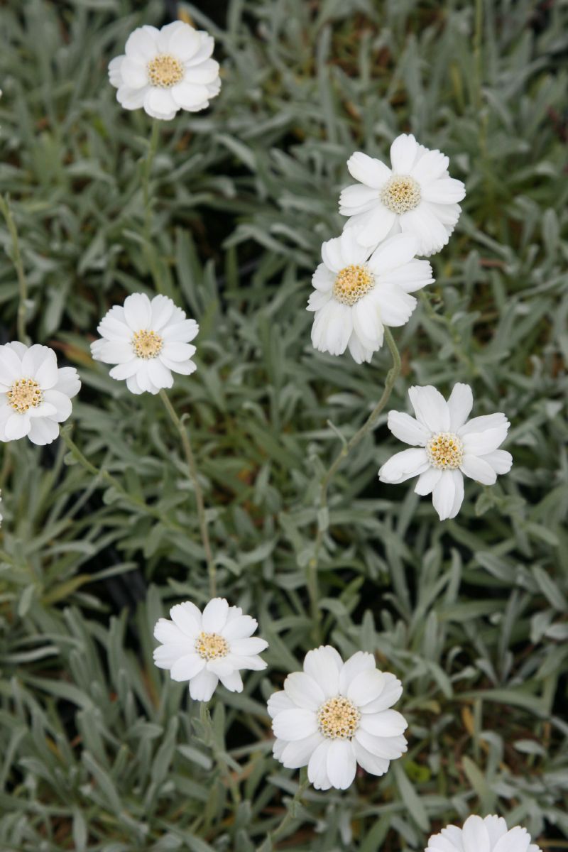 Dalmatiner Silbergarbe Dalmatiner Silbergarbe