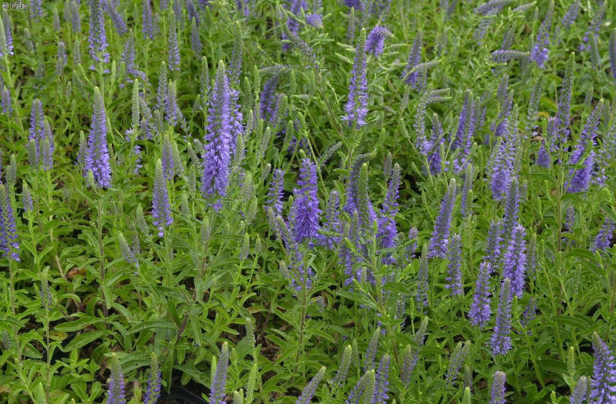 Ähriger Ehrenpreis Blauteppich Ähriger Ehrenpreis Blauteppich