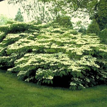 Japanischer Schneeball Mariesii
