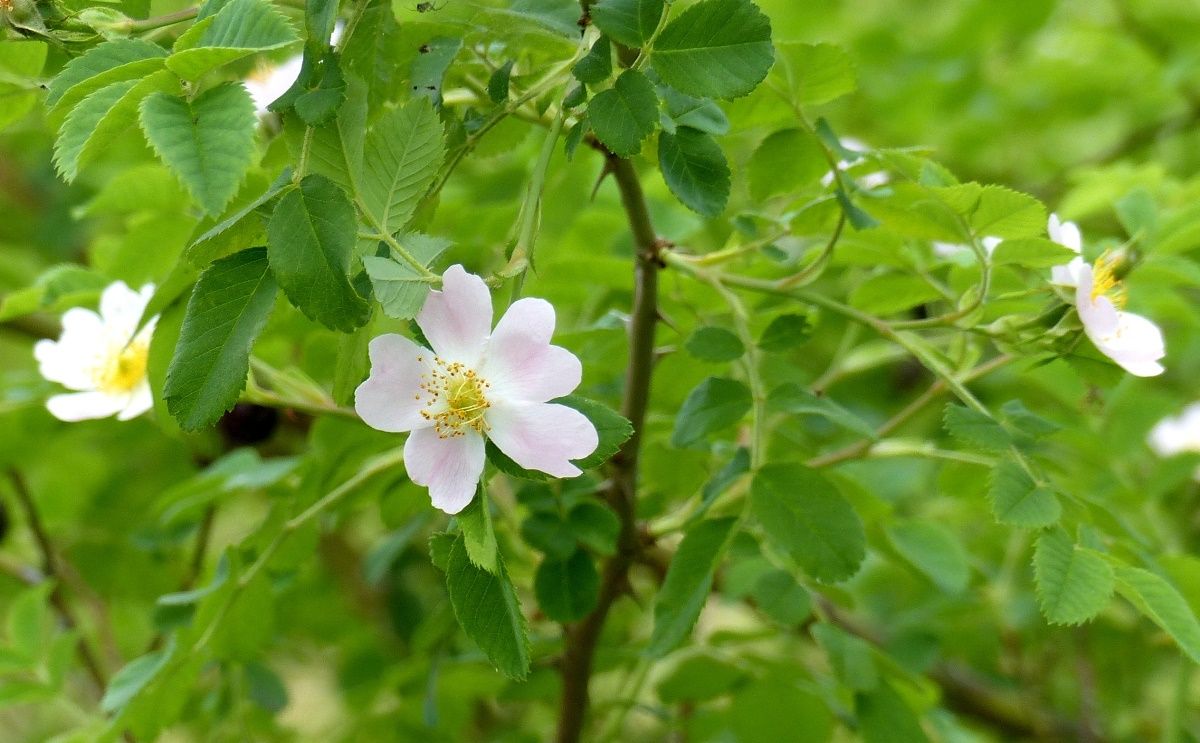 Kleinblütige Rose