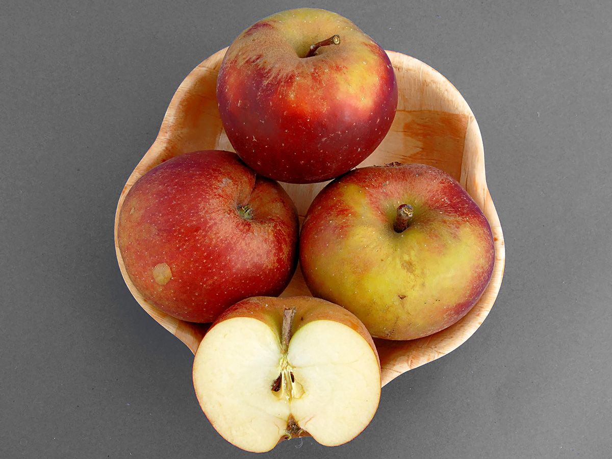 Malus Boskoop S.H. (rot) Malus Boskoop S.H. (rot)