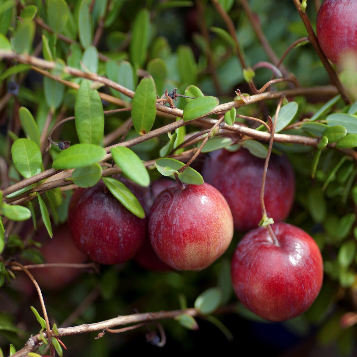 Early Black, Cranberry, Moosbeere (anspruchslos) Early Black, Cranberry, Moosbeere (anspruchslos)