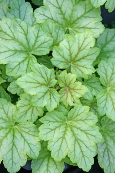 Purpurglöckchen Mint Julep
