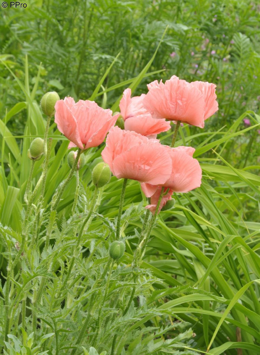Türkischer Mohn Victoria Louise