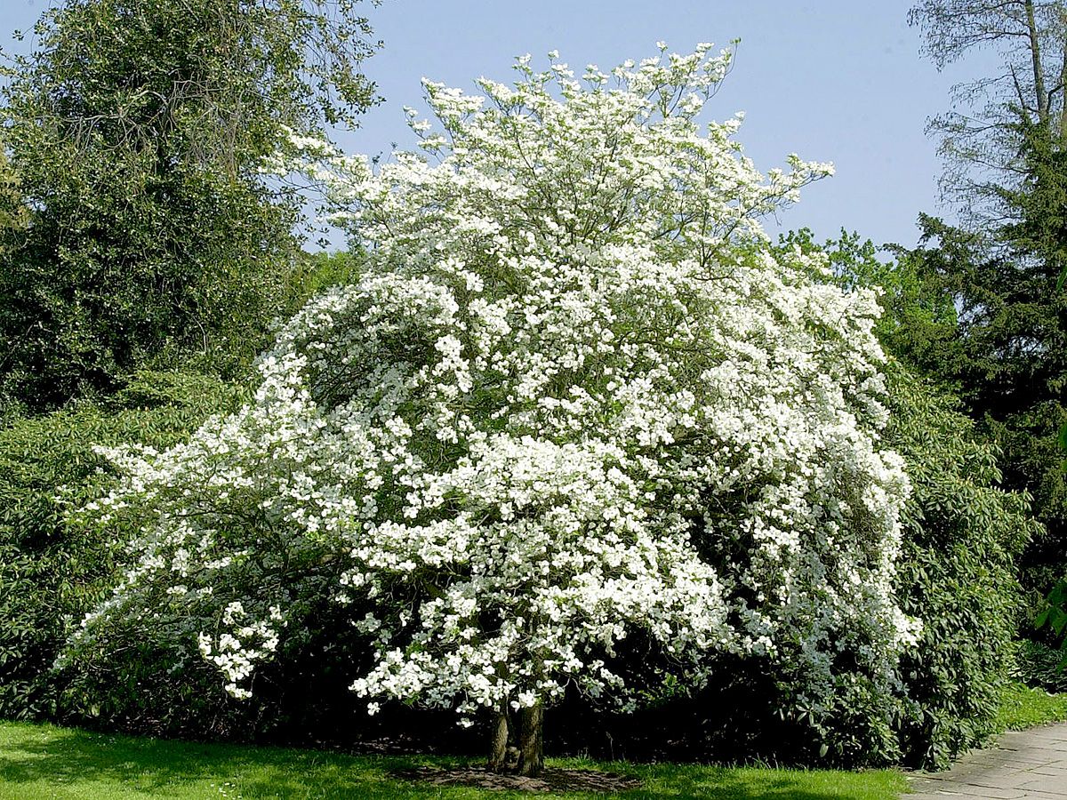 Amerikanischer Blumenhartriegel Amerikanischer Blumenhartriegel