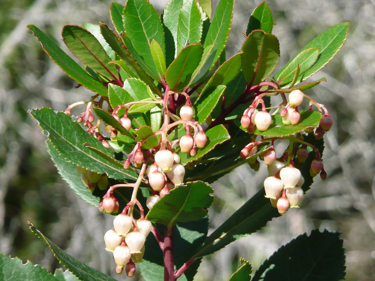 Erdbeerbaum