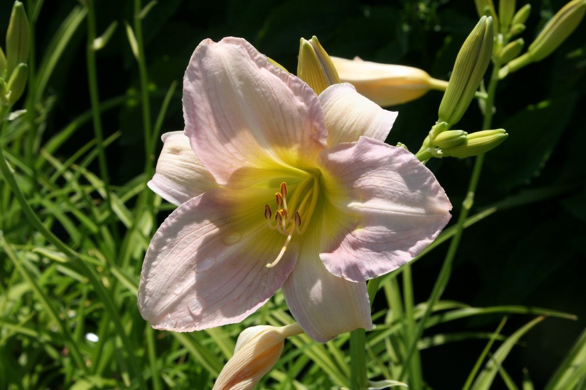 Taglilie Catherine Woodburry