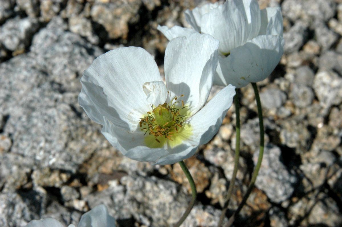 Alpenmohn Alpenmohn