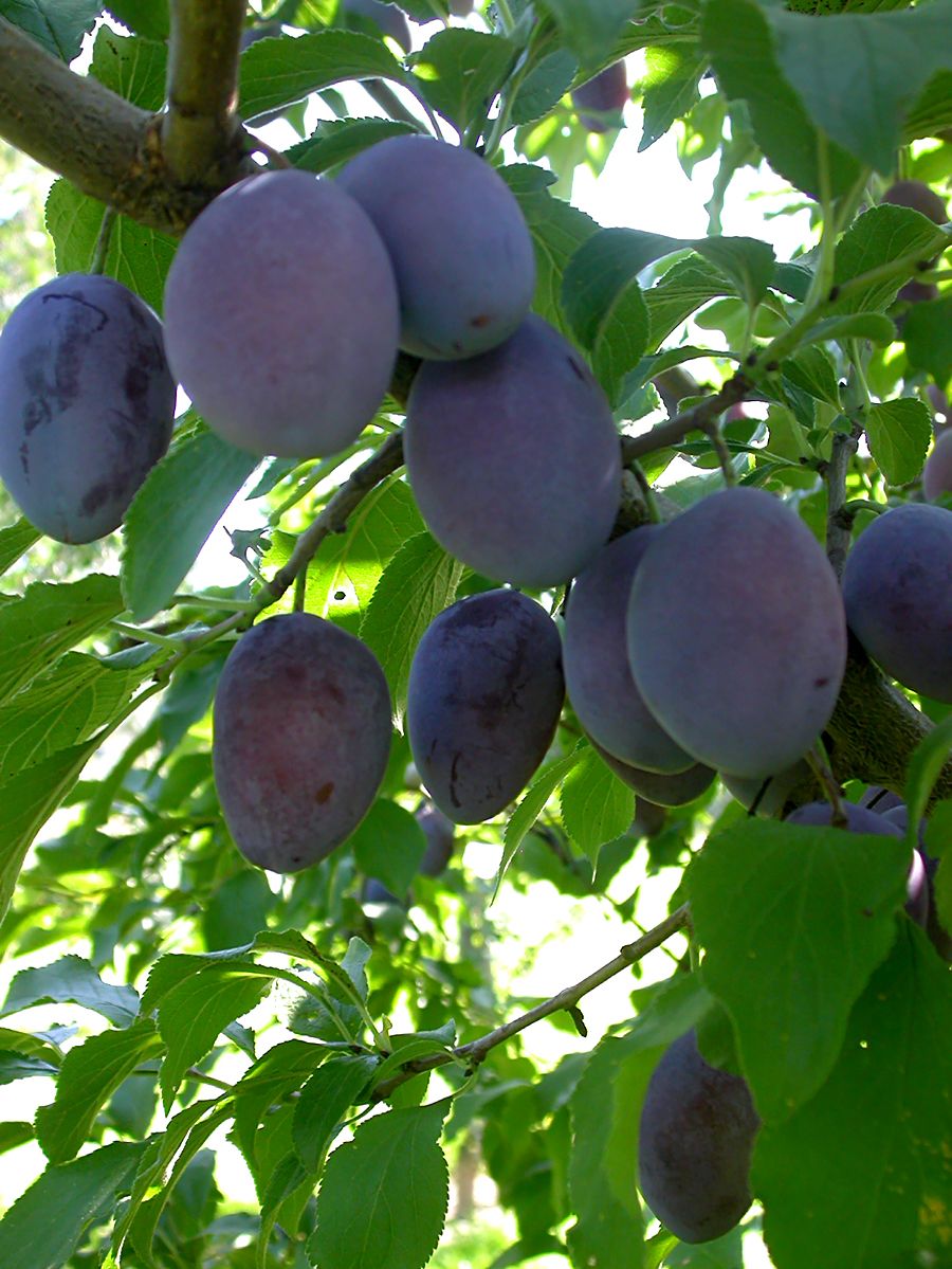 Rinklin Zwetschge (anspruchslos, Hauszwetschge, Basler Zwetschge) Rinklin Zwetschge (anspruchslos, Hauszwetschge, Basler Zwetschge)