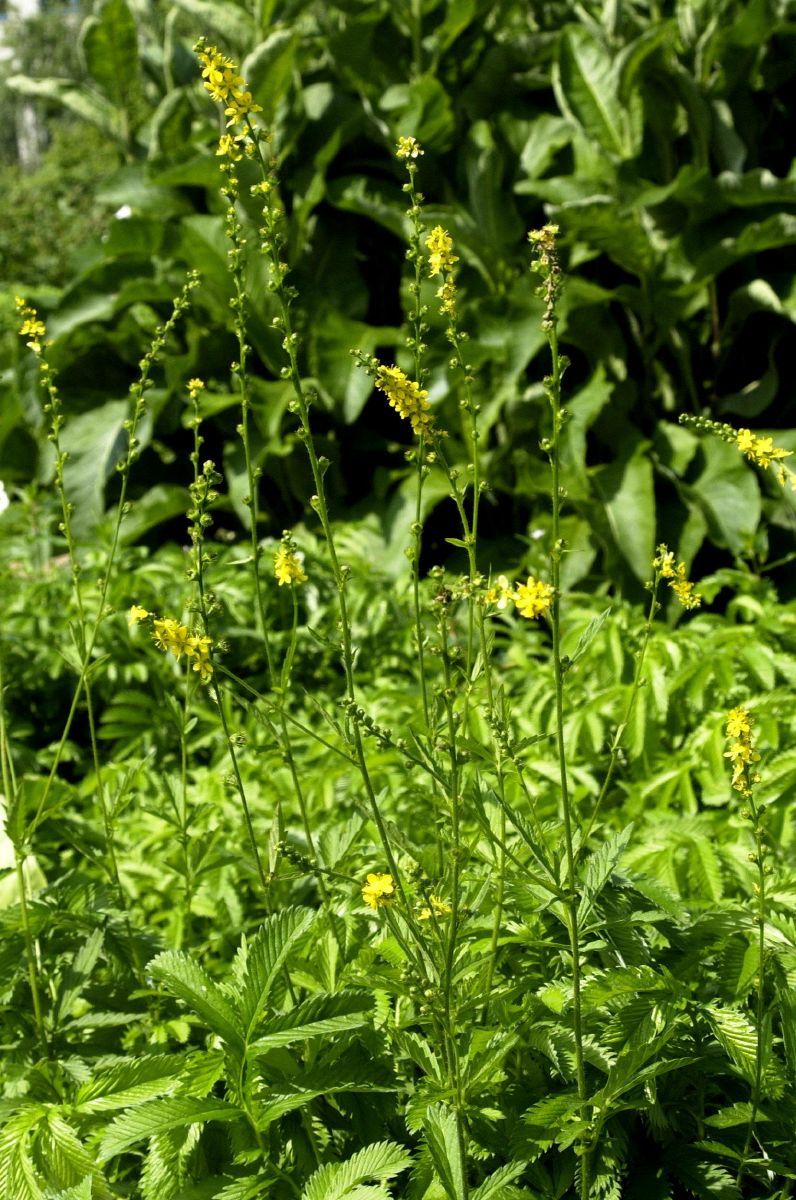 Kleiner Odermennig Kleiner Odermennig