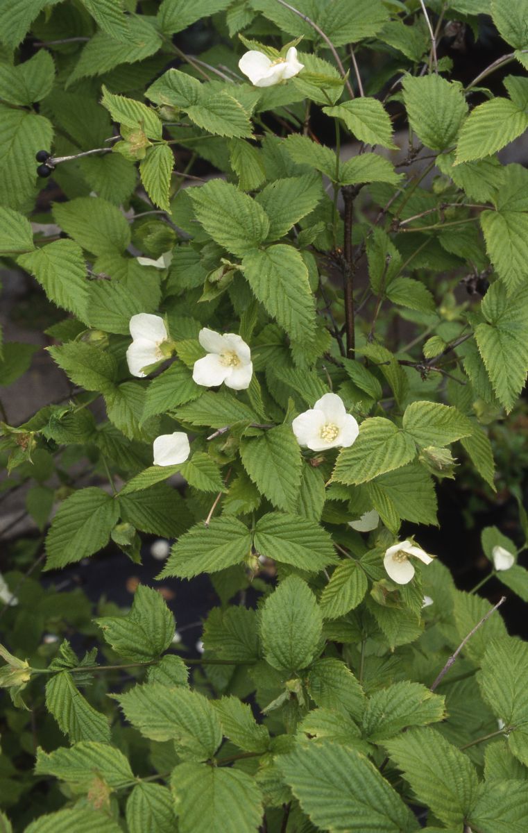 Scheinkerrie Scheinkerrie