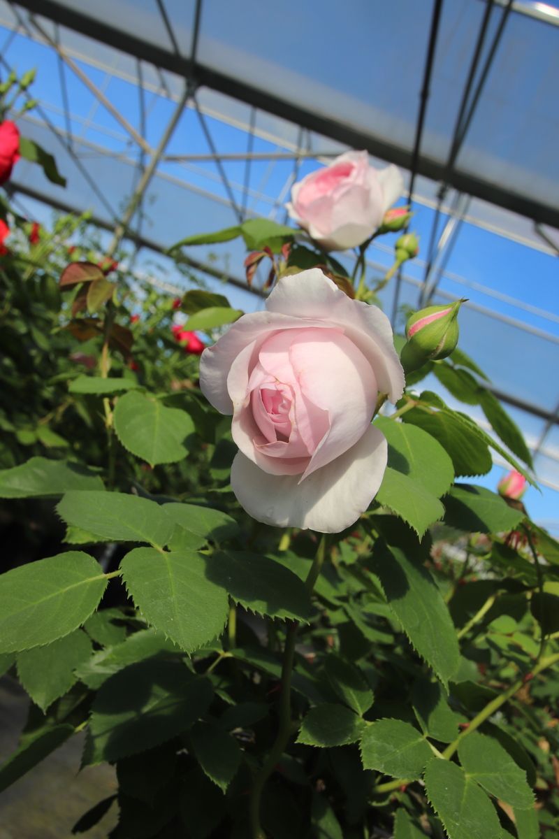 Olivia Rose Austin® Englische Strauchrose