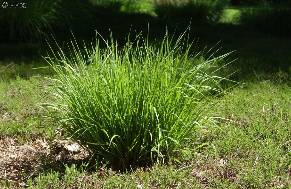Schwingpfeifengras