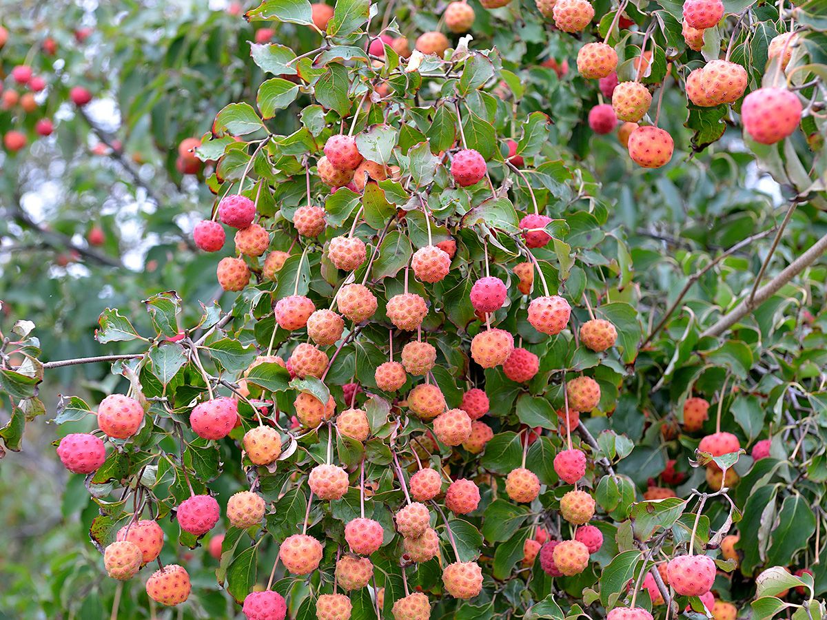 Japanischer Blumenhartriegel Japanischer Blumenhartriegel