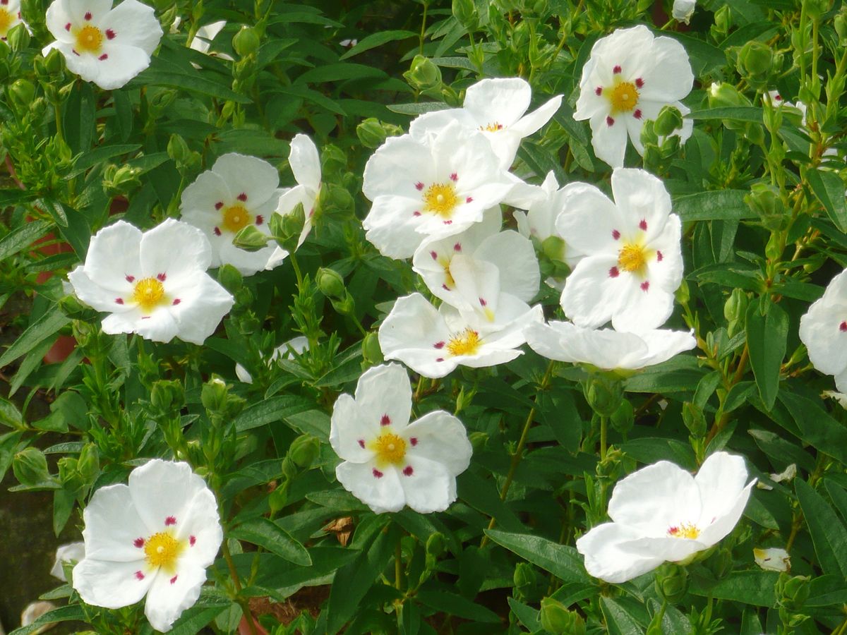 Zistrose Decumbens Zistrose Decumbens