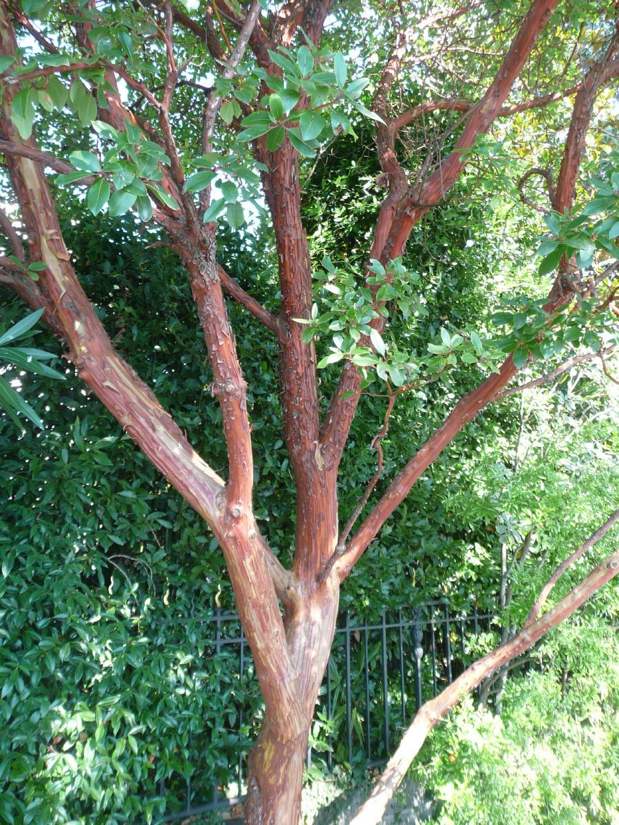 Erdbeerbaum