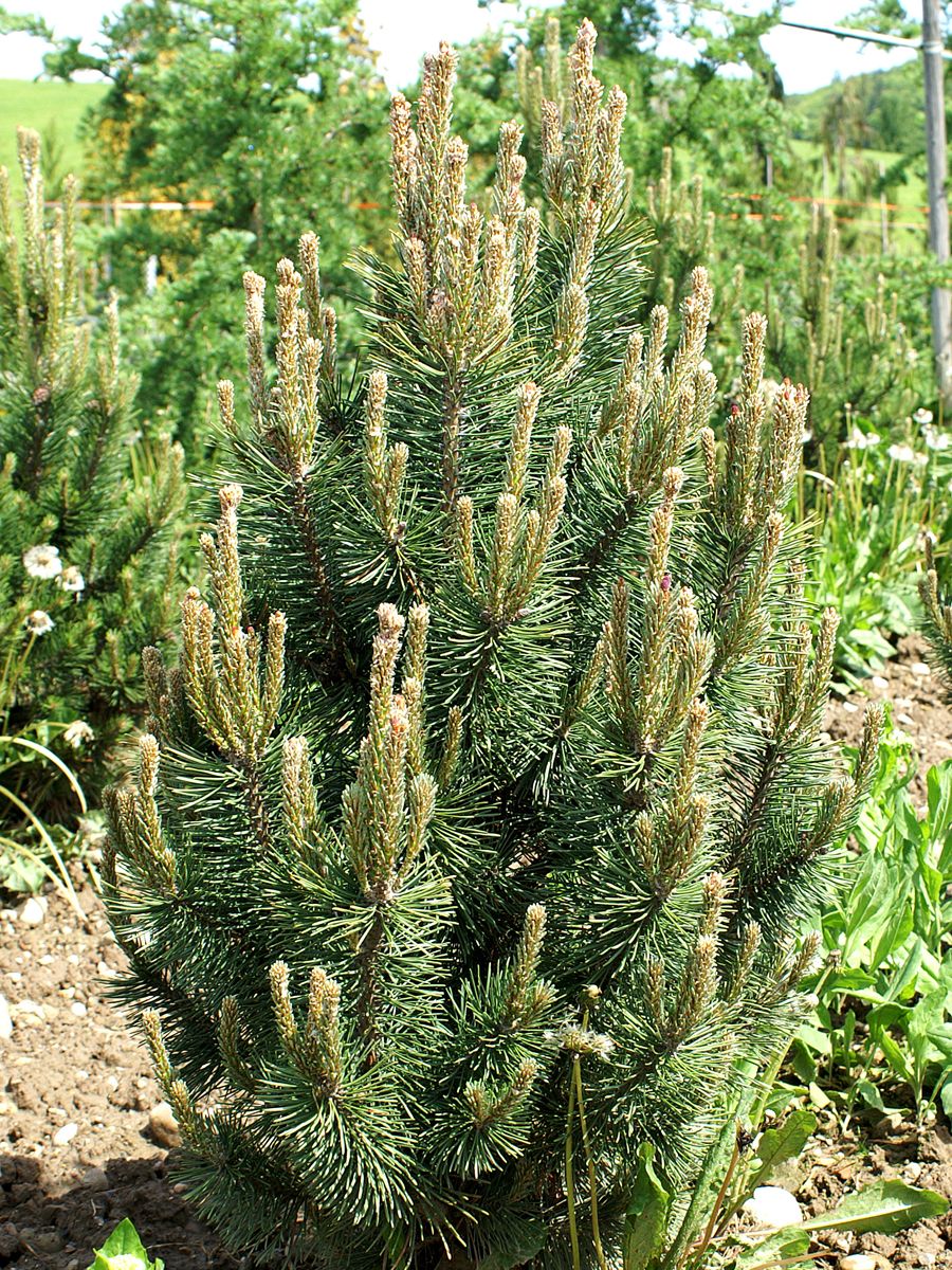 Säulenföhre Columbo Säulenföhre Columbo