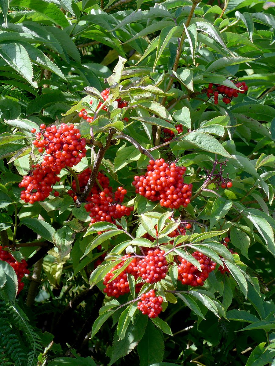 Traubenholunder, Roter Holunder