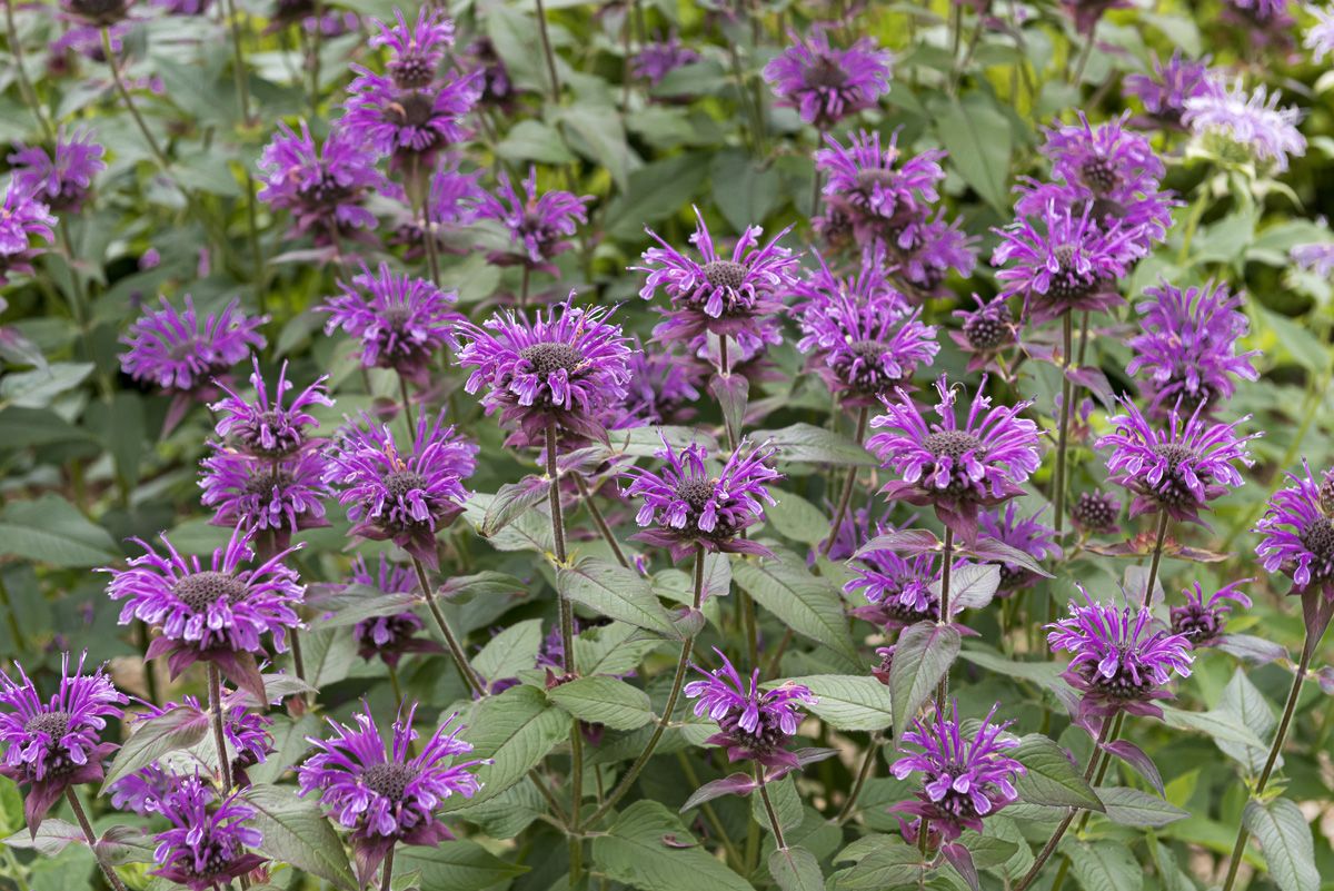 Goldmelisse, Indianernessel Blaustrumpf
