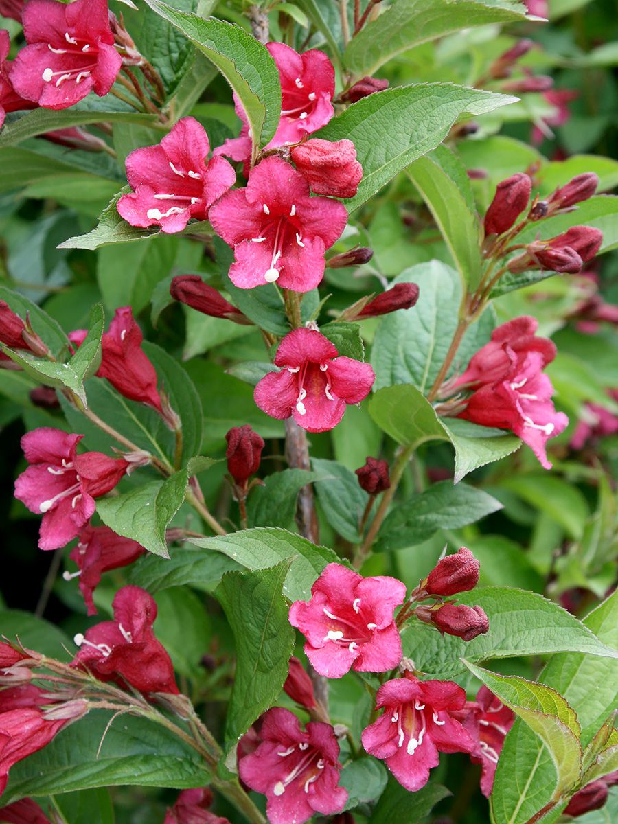 Weigelie Bristol Ruby