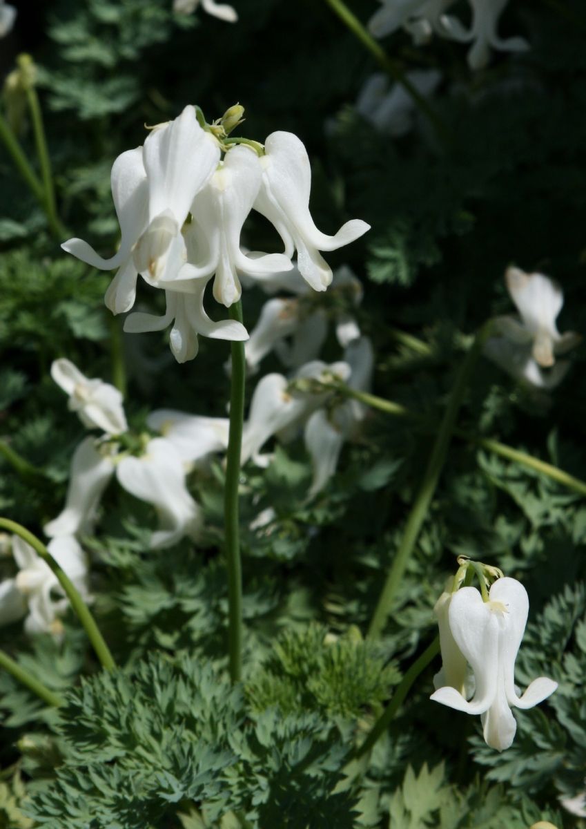 Frauenherz, Ivory Hearts®