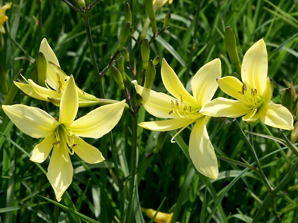 Taglilie