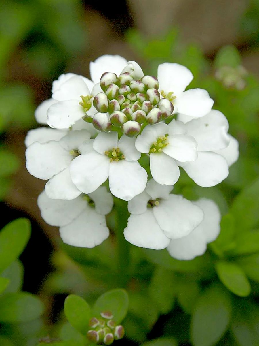 Schleifenblume Schneeflocke Schleifenblume Schneeflocke