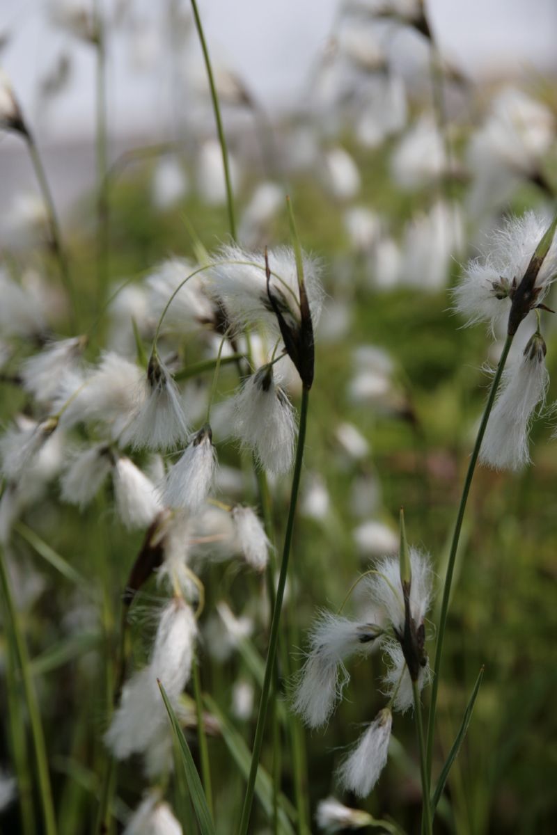 Breitblättriges Wollgras