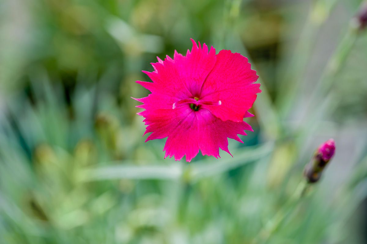 Pfingstnelke Badenia