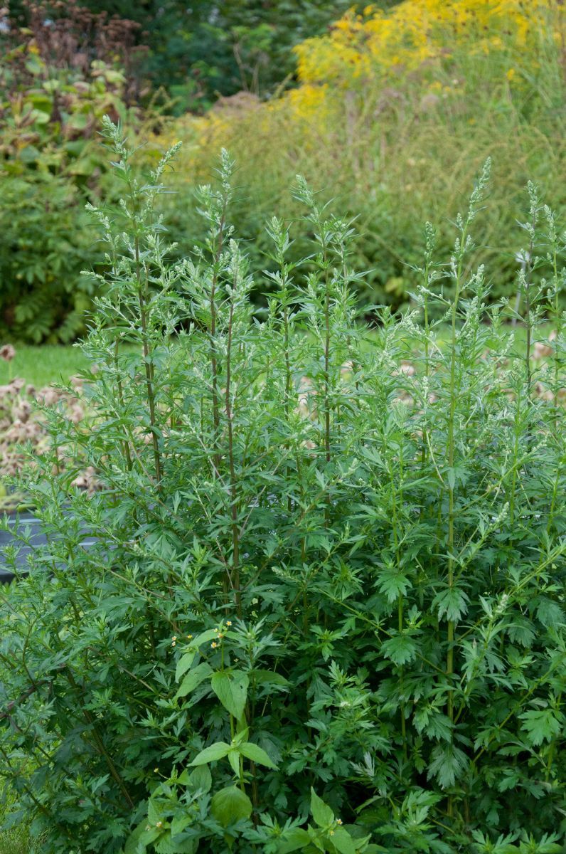 Gemeiner Beifuss Gemeiner Beifuss