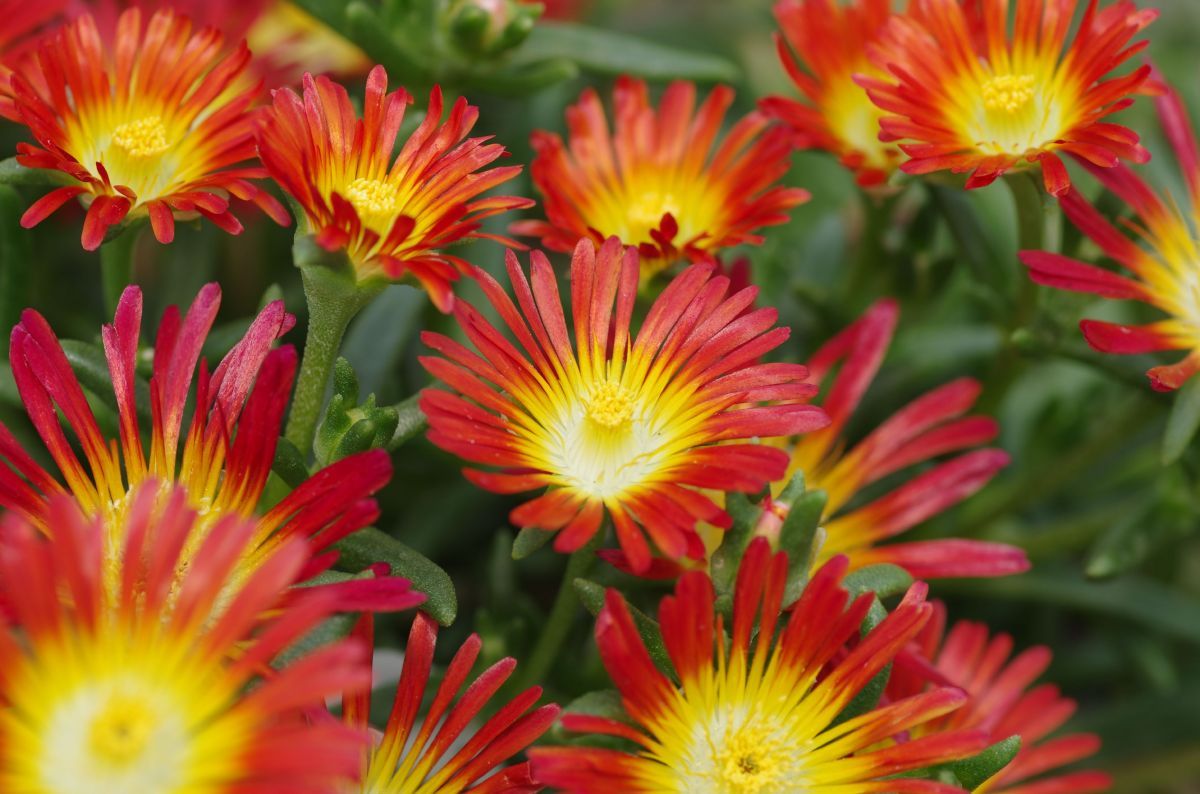 Mittagsblume Fire Wonder